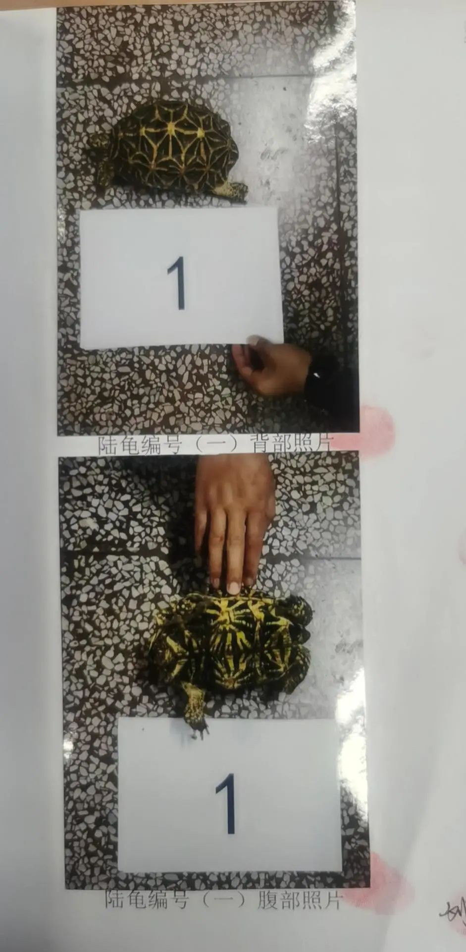 DƬ